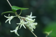 Telosma pallida
